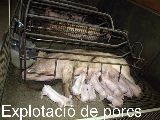 UMAC - explotacio de porcs
