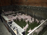 UMAC - explotacio de porcs